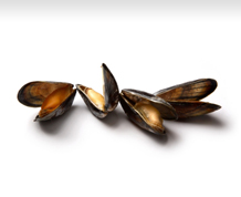Click to use Winshell